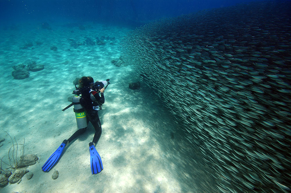 Descubra os melhores mergulhos de Bonaire