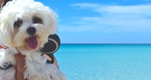 O Guia de Como levar Cachorro para a Austrália - Viva o Mundo