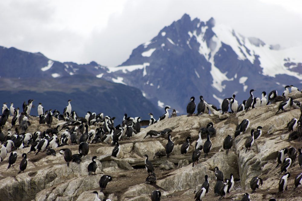 Ushuaia no Verão: 8 Dicas Para Aproveitar o Fim do Mundo