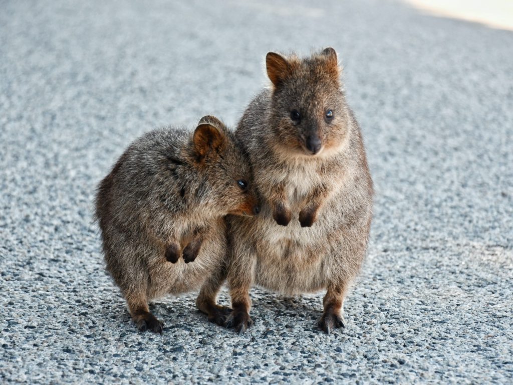 Conheça o marsupial que se parece com um rato e voa igual a um