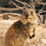 Quokka – Como conhecer e preservar o animal mais feliz do mundo
