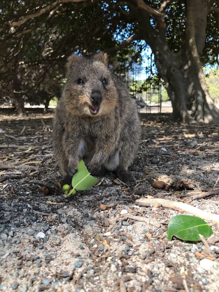 Quokka - Tudo sobre o animal mais feliz do mundo