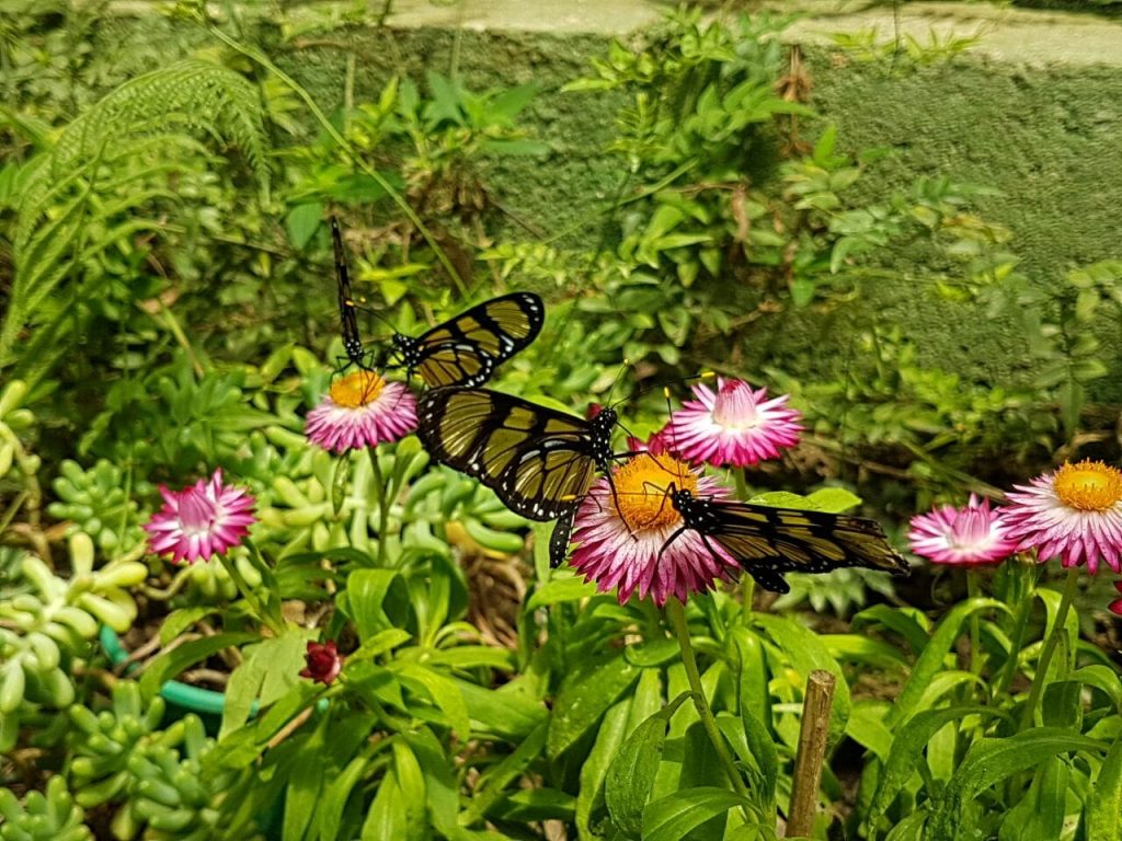 borboletário flores que voam