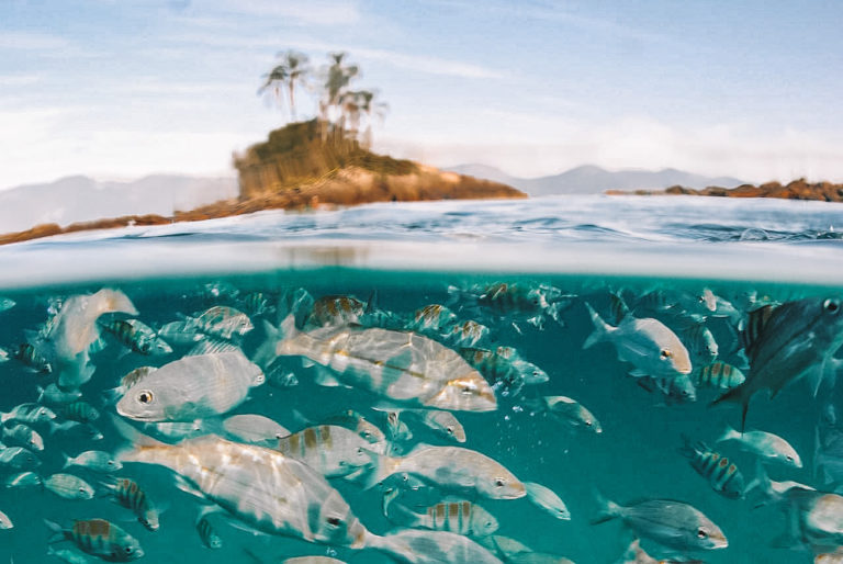 Mergulho Em Angra Dos Reis Onde Fazer E Quem Leva 