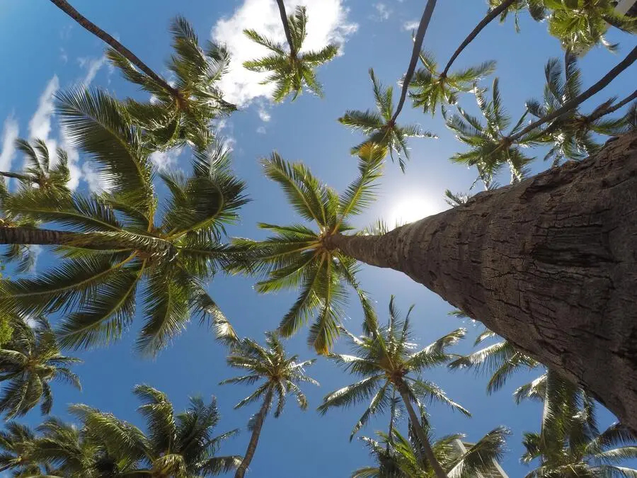 Floresta de Coqueiros em O'ahu em Havai, Honolulu, nos Estados Unidos
