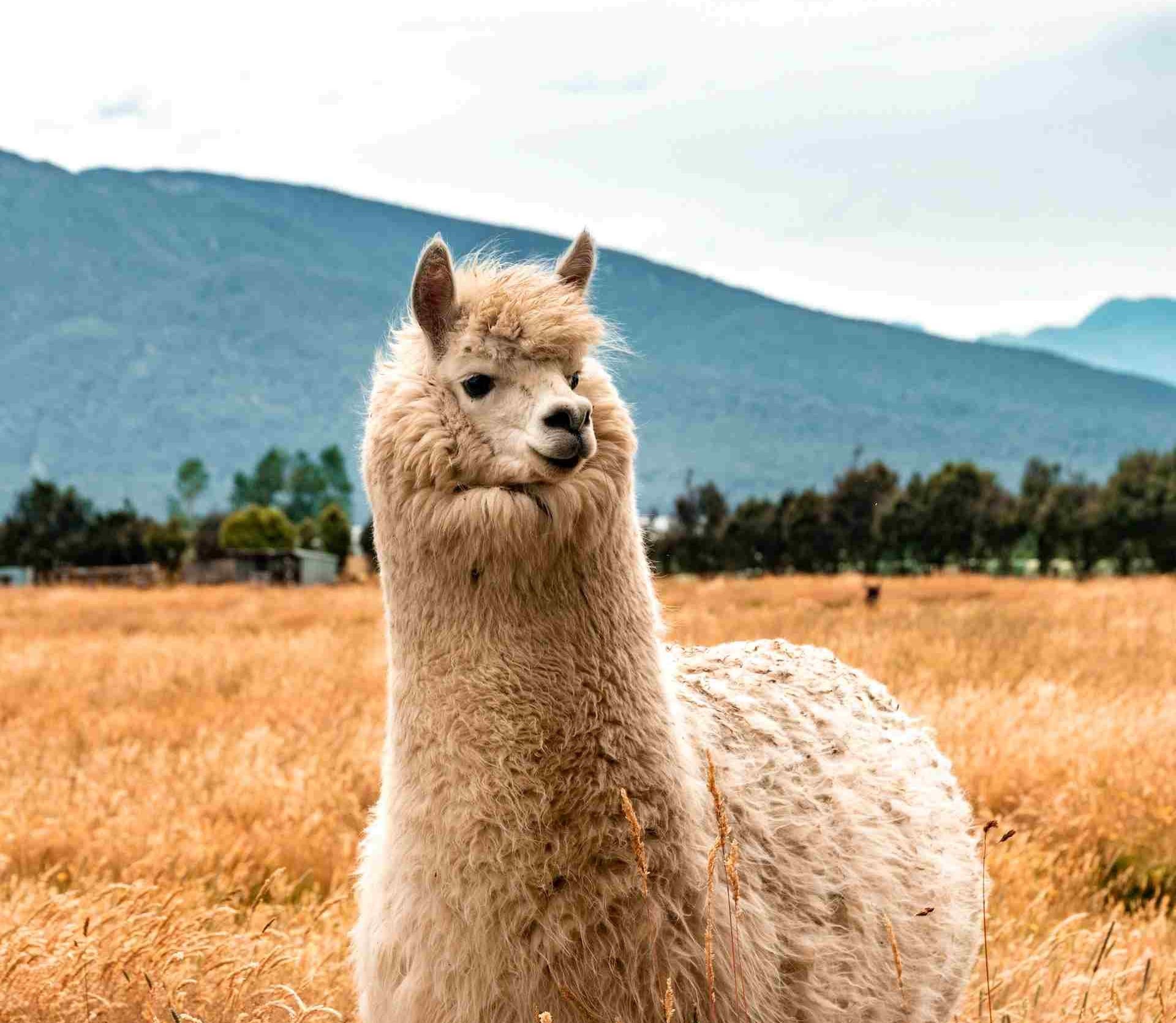 oto de uma Llama em destaque, em um campo seco, com as montanhas ao fundo. Chip de celular Peru