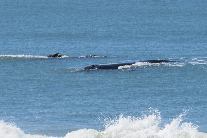 Busca Baleeira - Observação de Baleias por Terra | Viva o Mundo
