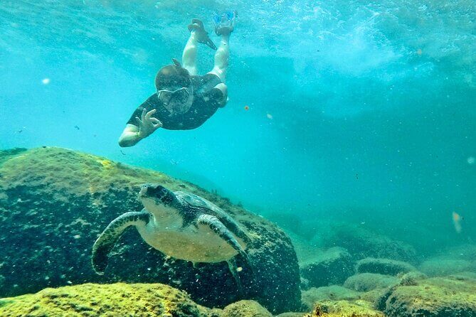 Snorkeling com Tartarugas by Adrenailha | Viva o Mundo