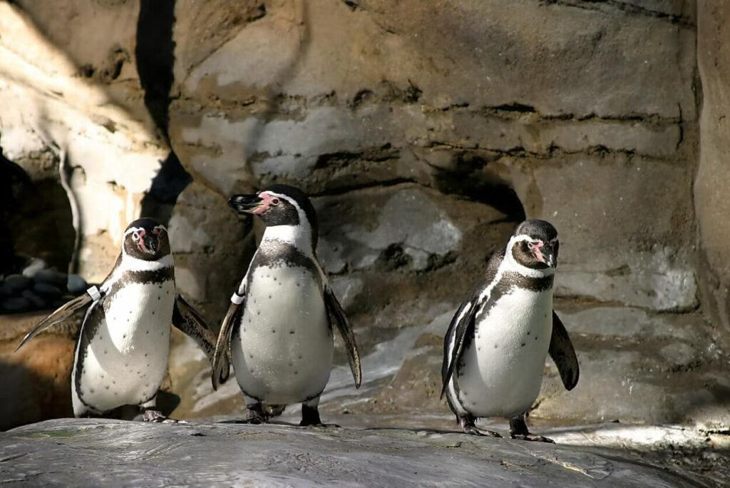 Avistamento de pinguins na ilha Cachuga