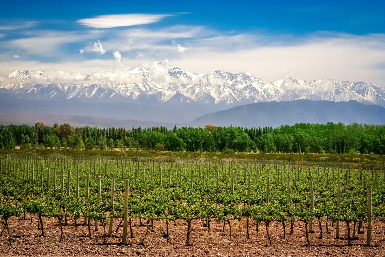 Vinícolas em Mendoza – Os melhores tours na região vinícola mais famosa da América do Sul