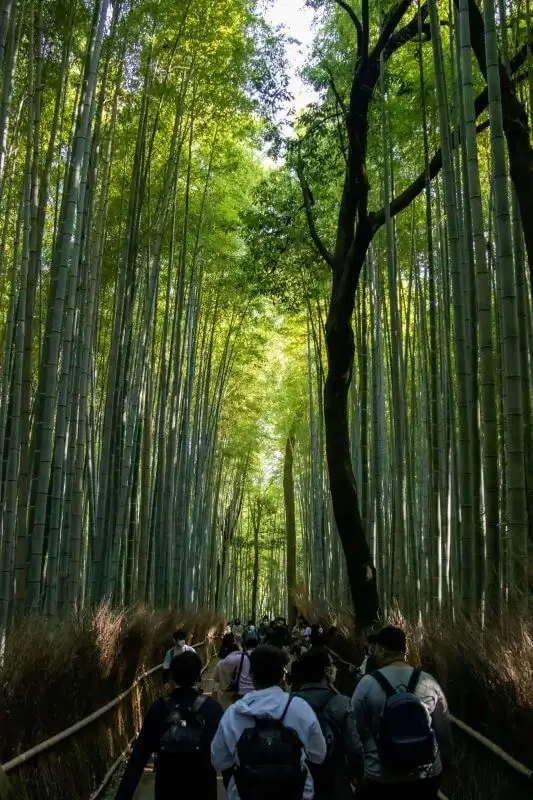 Floresta de Bambu de Arashiyama