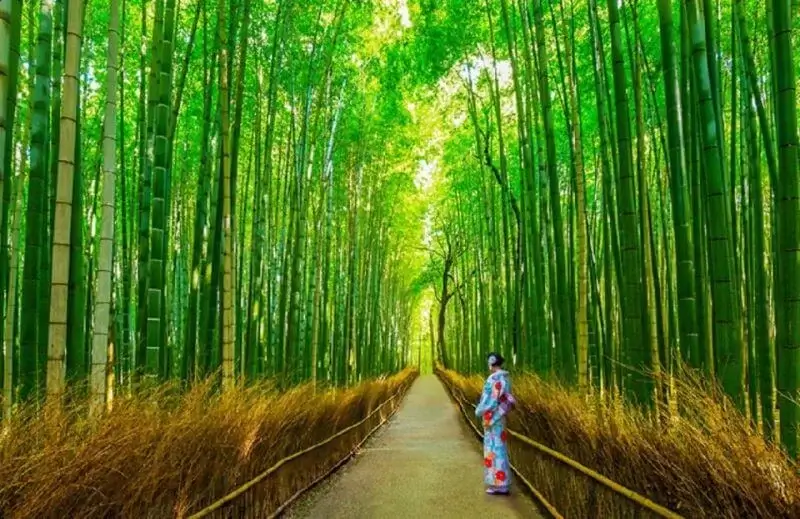 Roteiro 3 dias em Kyoto | Viva o Mundo