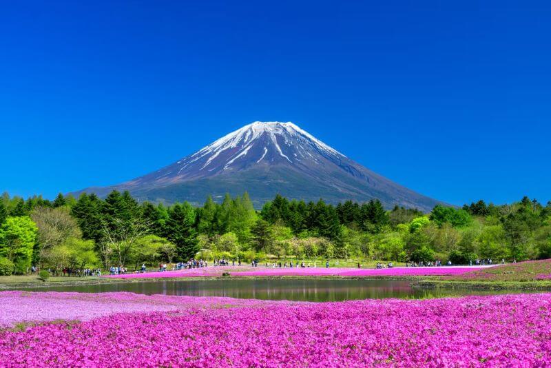 Excursão ao Monte Fuji + Colheita de Fruta | Viva o Mundo