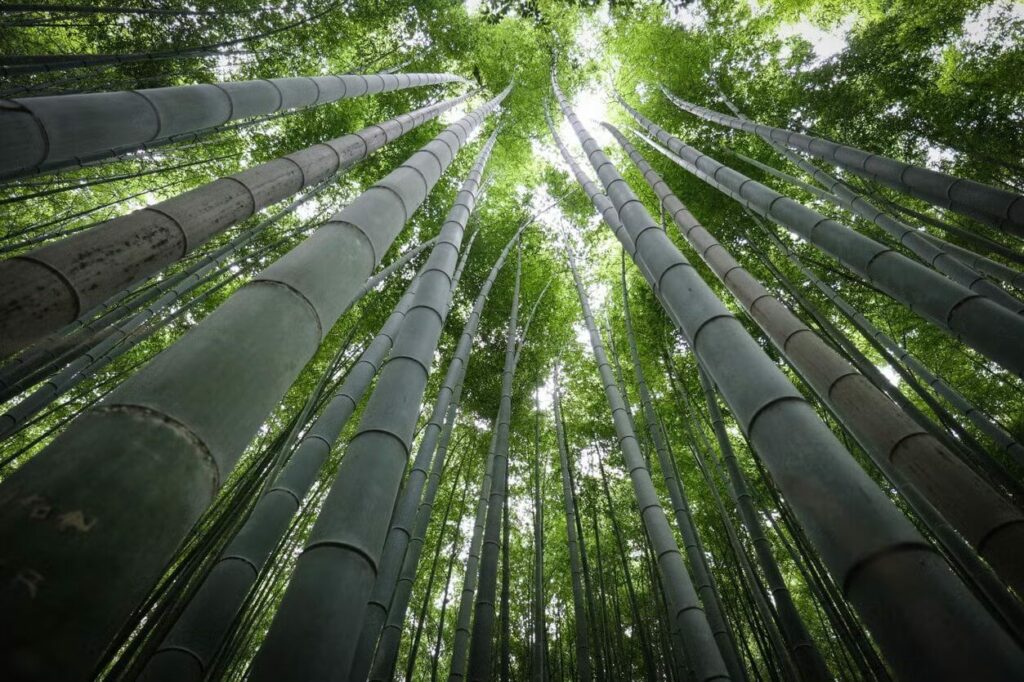 Visita guiada por Arashiyama e seu bosque de bambu | Viva o Mundo