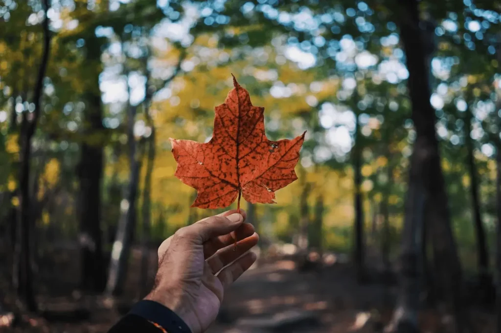 Holafly Canadá | Viva o Mundo