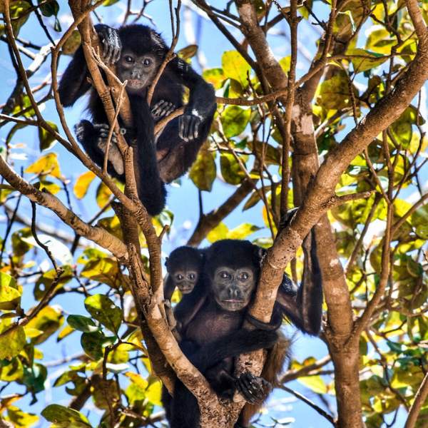 Flagrei esta família de macacos chegando na Playa Negra. Foto: Virginia Falanghe