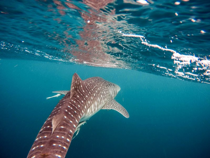 Mergulho com tubarão-baleia no México: tudo sobre a experiência que você nunca vai esquecer