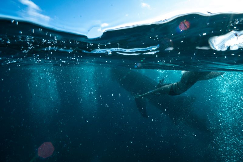 Mergulho com tubarão-baleia no México: tudo sobre a experiência que você nunca vai esquecer