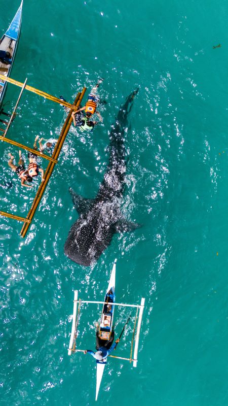 Quando e como nadar com tubarão-baleia em Holbox?