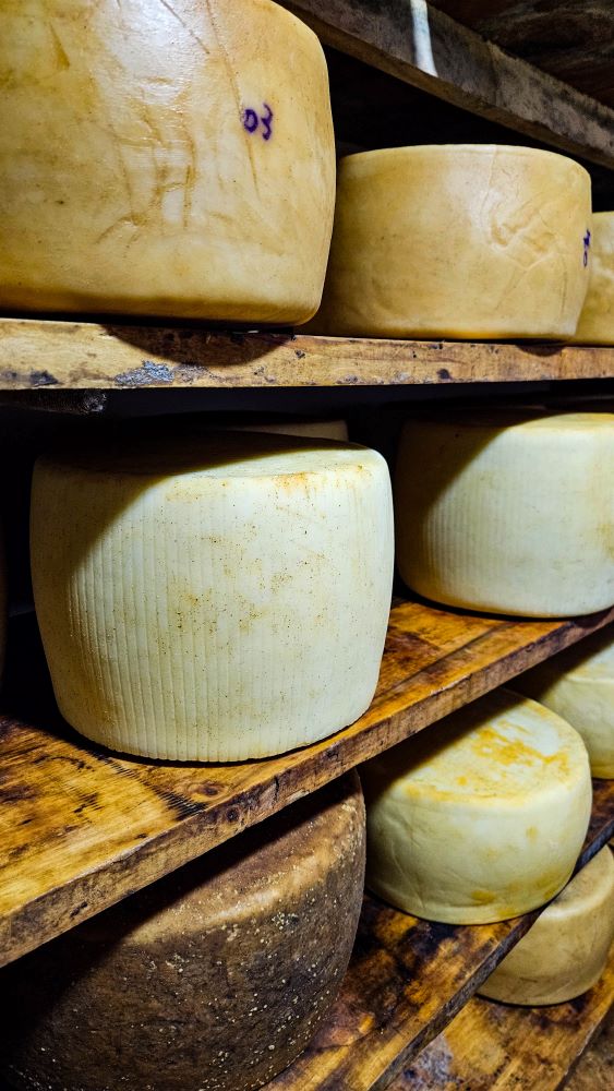 Queijos artesanais maturando na Granja Verbena, no interior de Córdoba Argentina, durante roteiro com experiências gastronômicas locais.