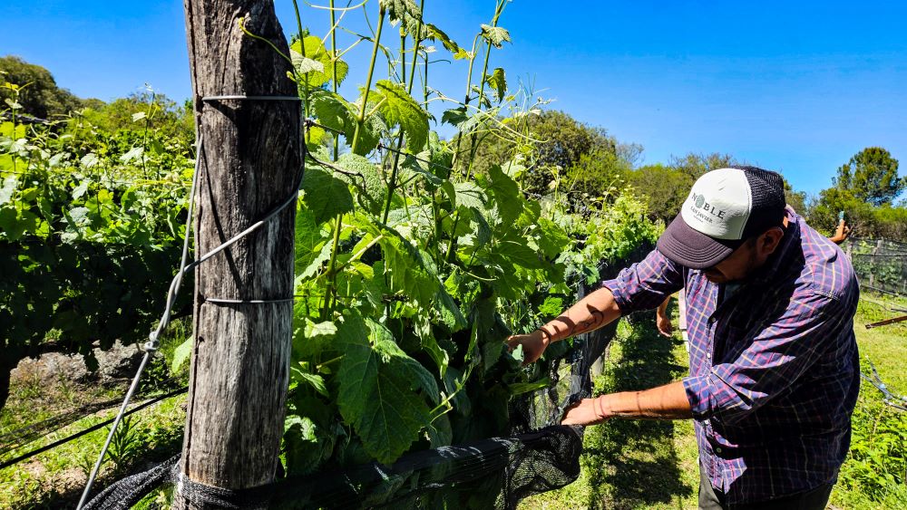 Vinícola boutique em San Javier, no interior de Córdoba Argentina, com produtor manejando parreiras durante visita às vinícolas da região.